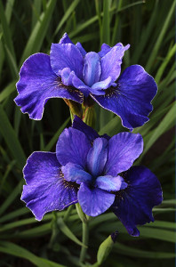Iris Sibirica Perry's Blue