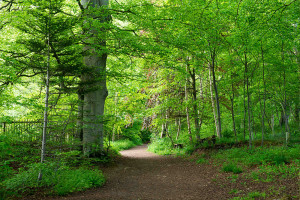 Woodland walks