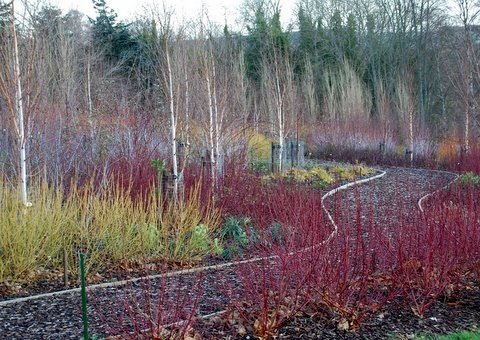 Winter garden