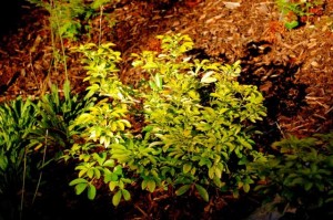 Dene Garden plants