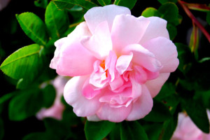 Pink rose