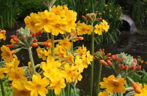 Primula Bulleyana