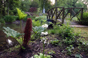 Primula Postford white and emerging Gunnera