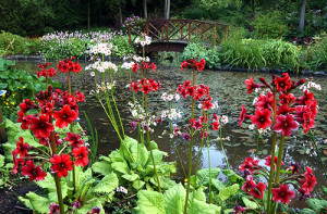 Primula Milelrs Crimson