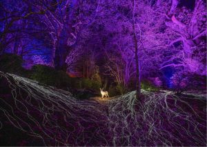 Monteviot Lights