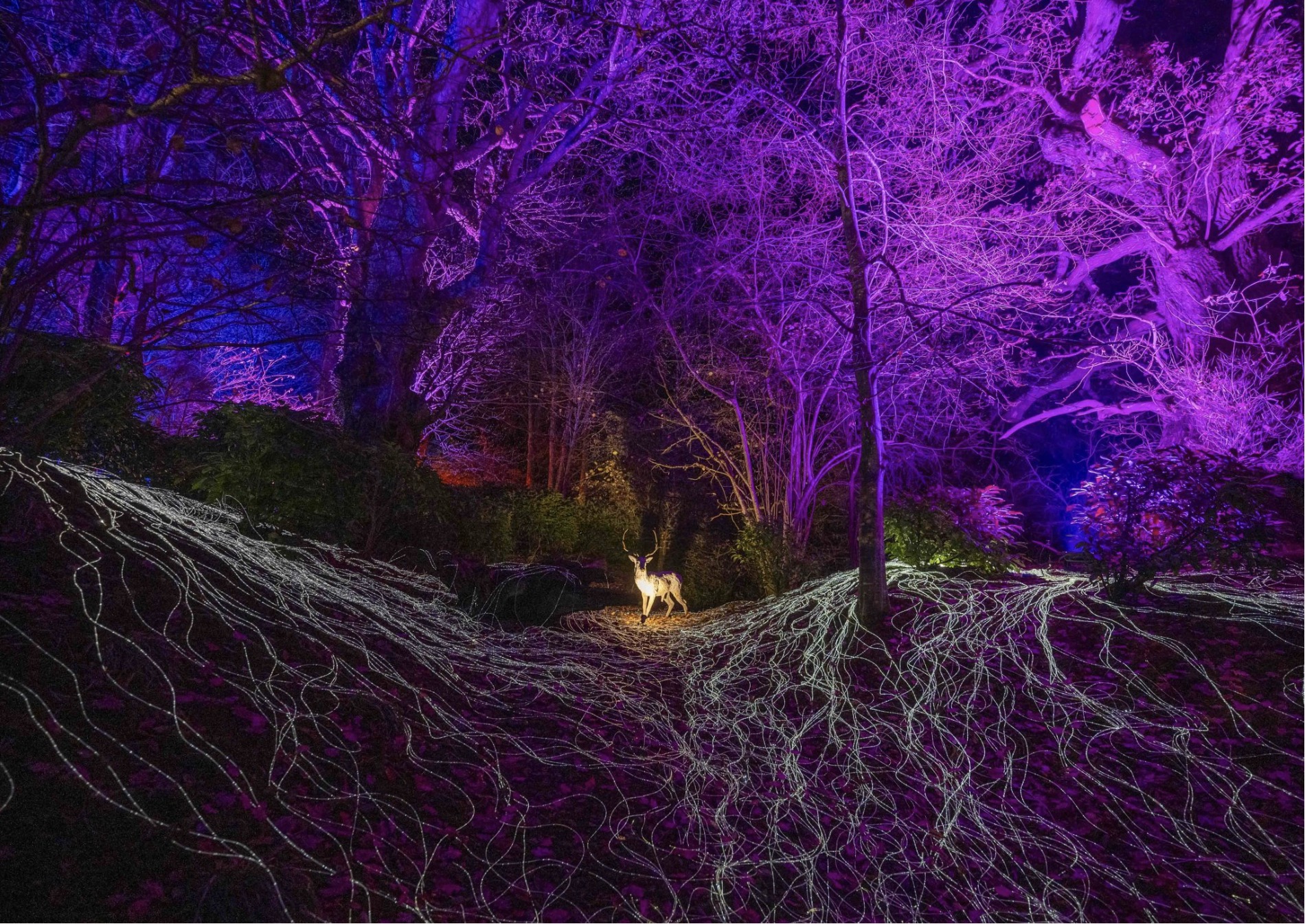 Monteviot Lights
